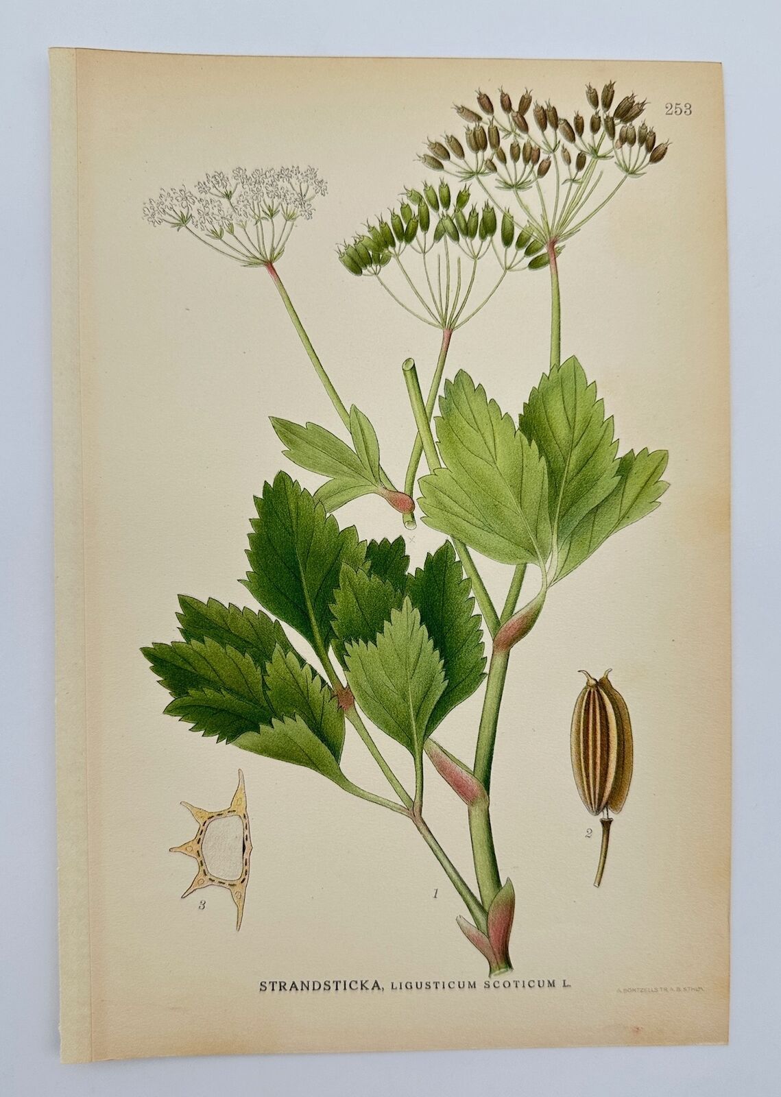 Antique Botanical Print - Carl Lindman - Scots Lovage - Sium Latifolium - F4