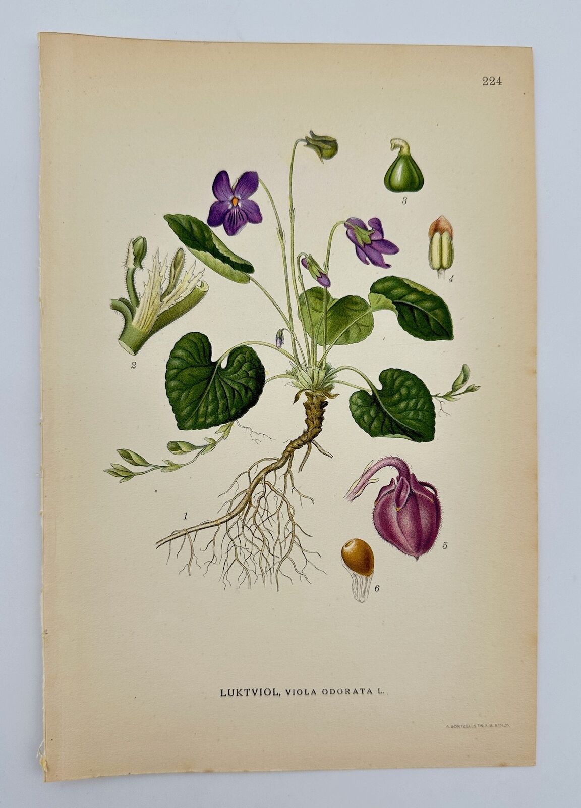 Antique Botanical Print - Carl Lindman - Sweet Violet - Viola Odorata - F4