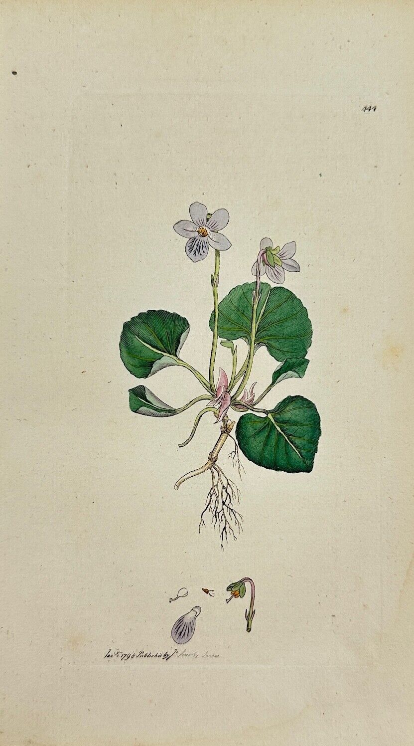 Antique Botanical Print - James Sowerby - Viola Palustris - Marsh Violet - F1