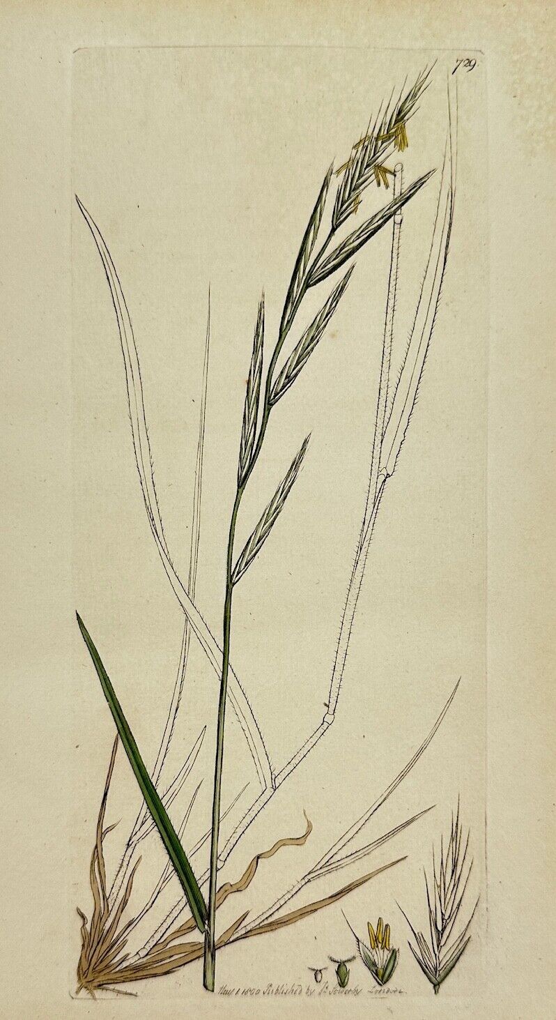 Antique Print - James Sowerby - Bromus Sylvaticus - Wood Meadow-grass - F1