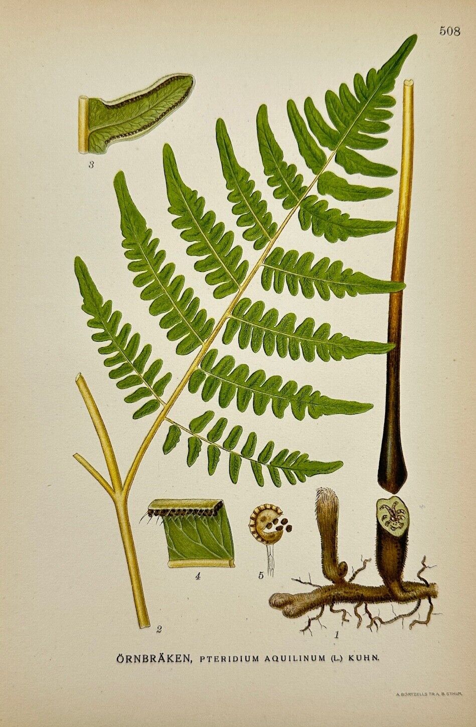 Antique Botanical Print - Carl Lindman - Bracken Fern - Pteridium Aquilinum - F4