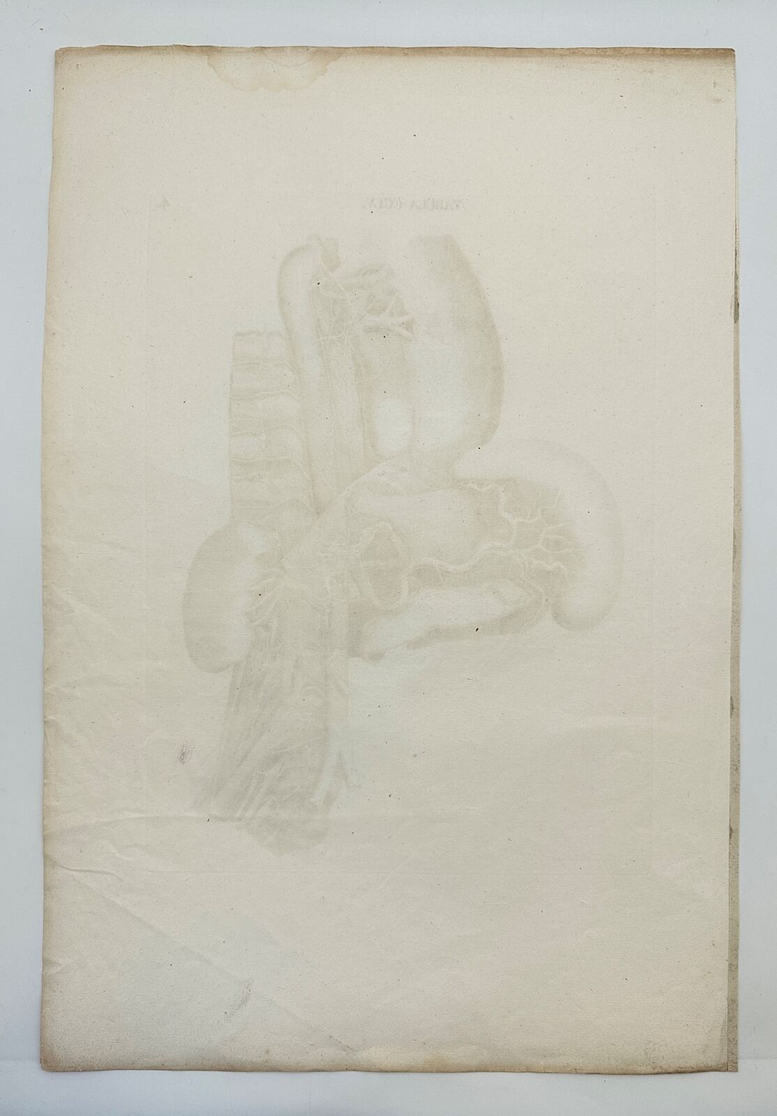 Anatomy Antique Print - Antonio Caldani - Nerves of the Chest and Abdomen - F4