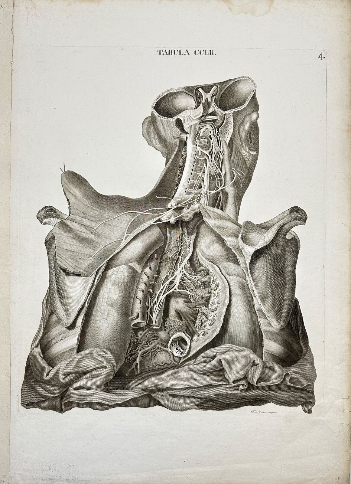 Original Antique Print - Antonio Caldani - Human Anatomy - 1813 Year - F4