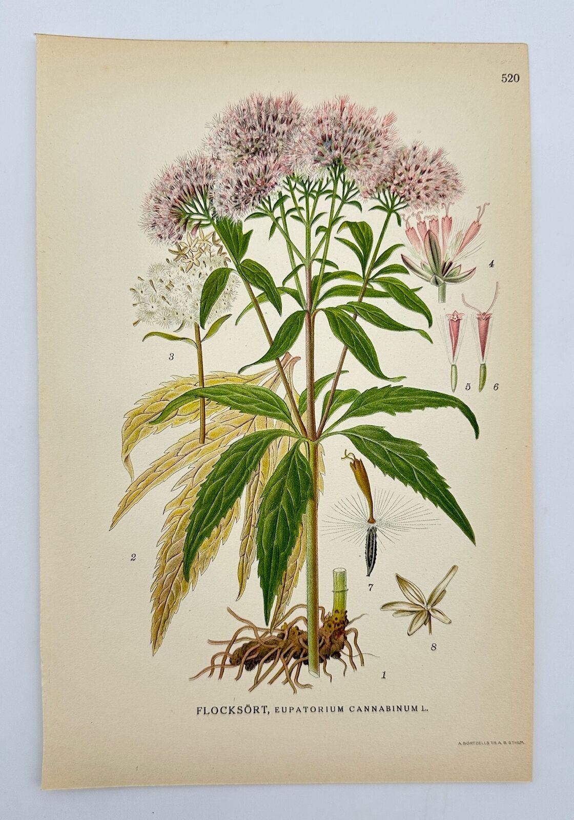 Antique Print - Carl Lindman - Hemp-agrimony - Eupatorium Cannabinum - F4