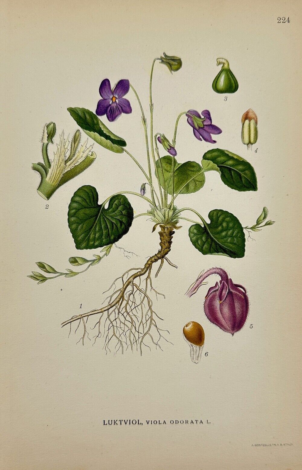 Antique Botanical Print - Carl Lindman - Sweet Violet - Viola Odorata - F4