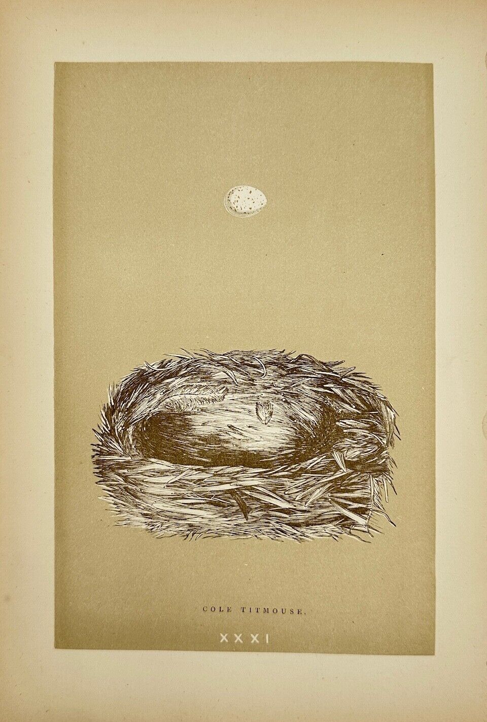 Antique Bird Egg Print - Morris - Coal Titmous - Periparus Ater - F2