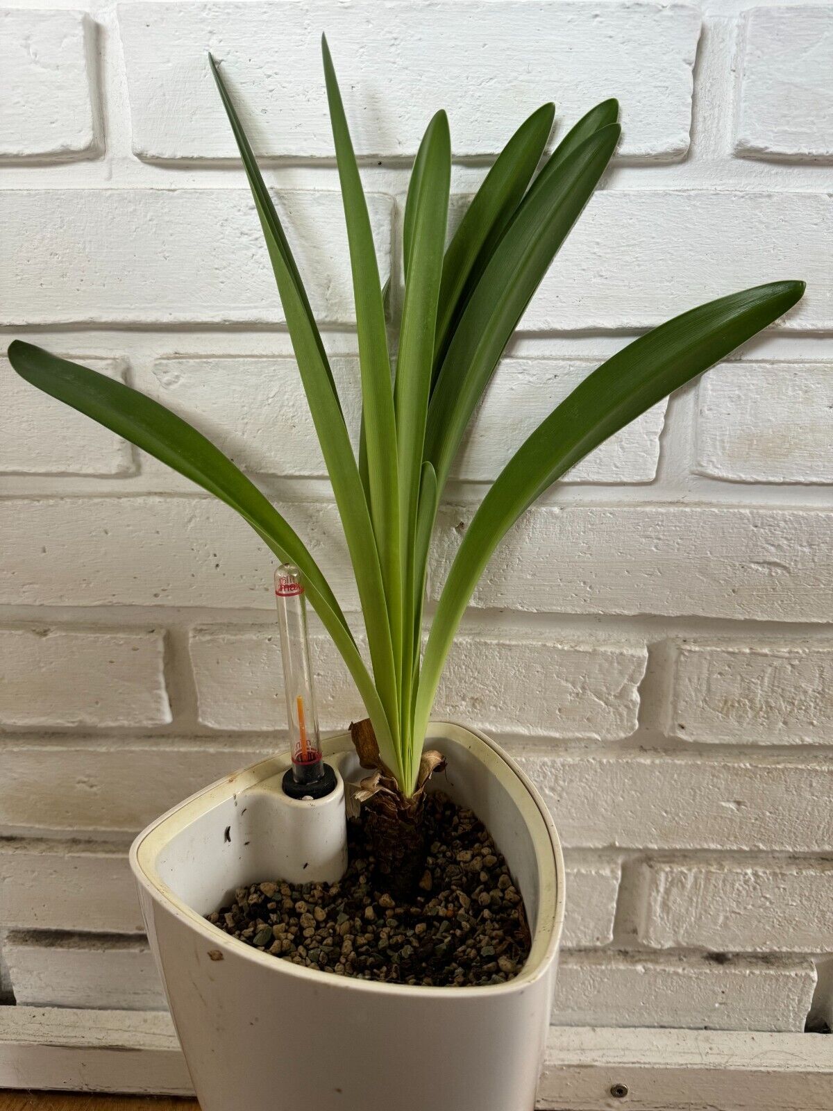 Hippeastrum breviflorum pink form - FS bulb 5 cm