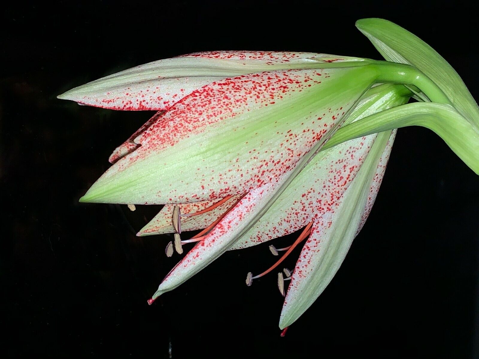 Hippeastrum pardinum - very rare species! 28 cm