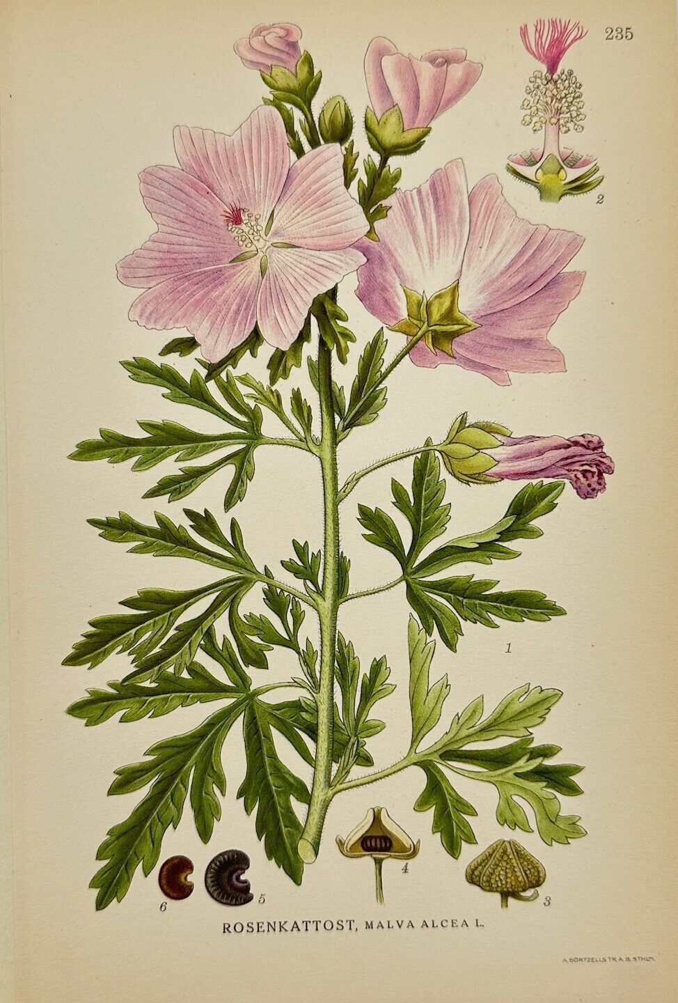 Antique Botanical Print - Carl Lindman - Greater Musk-mallow - Malva Alcea - F4