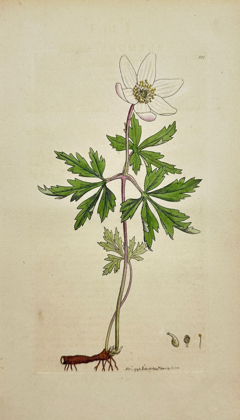 Antique Botanical Print - James Sowerby - Anemone Nemorofa - Wood Anemone - F1