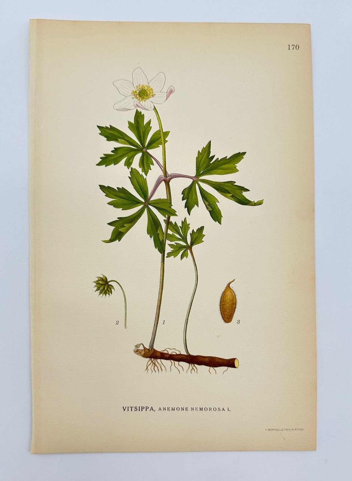 Antique Botanical Print - Carl Lindman - Wood Anemone - Anemone Nemorosa - F4