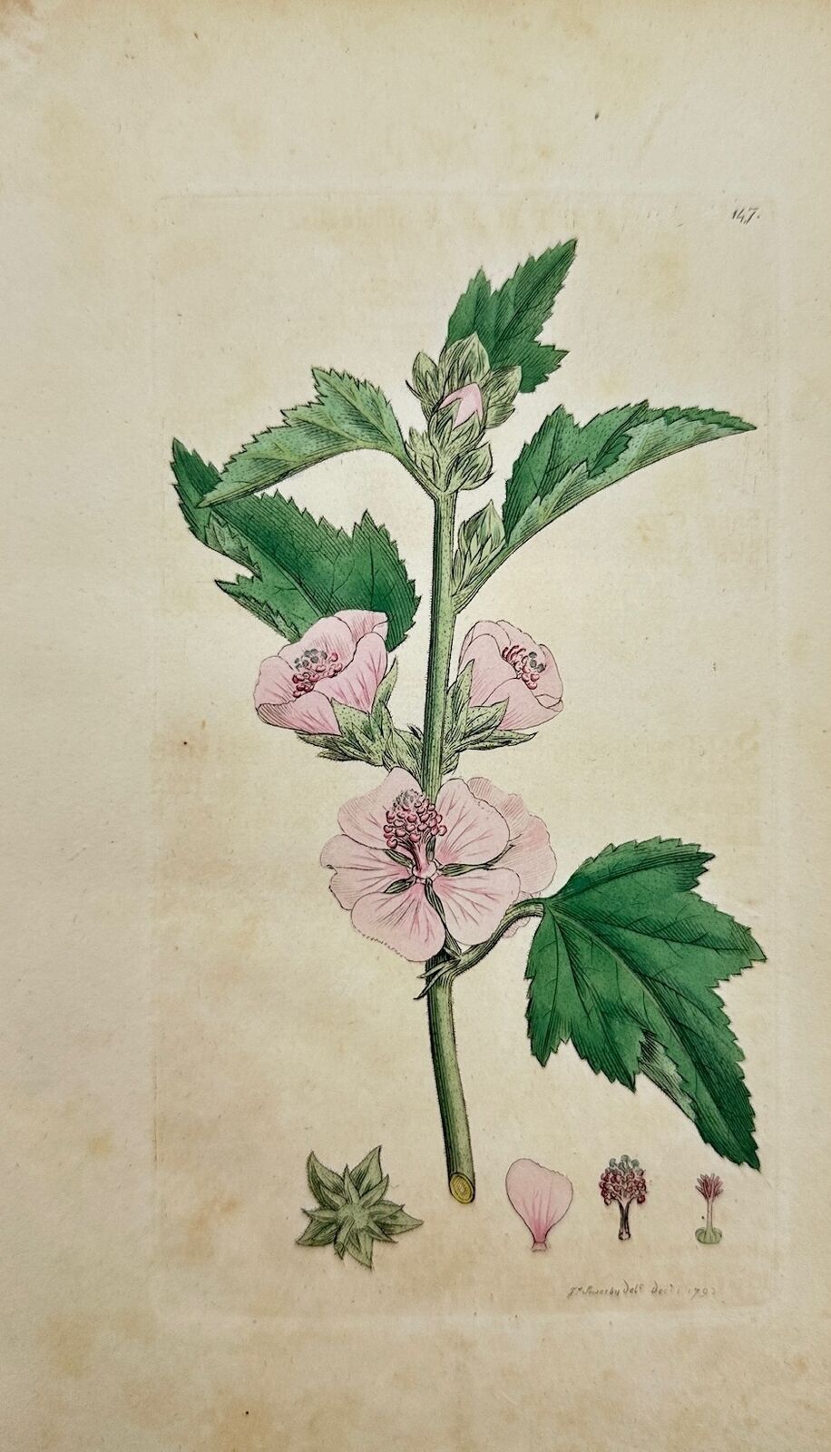 Antique Botanica Print - James Sowerby - Althaea Officinalis - Marsh Mallow - F1