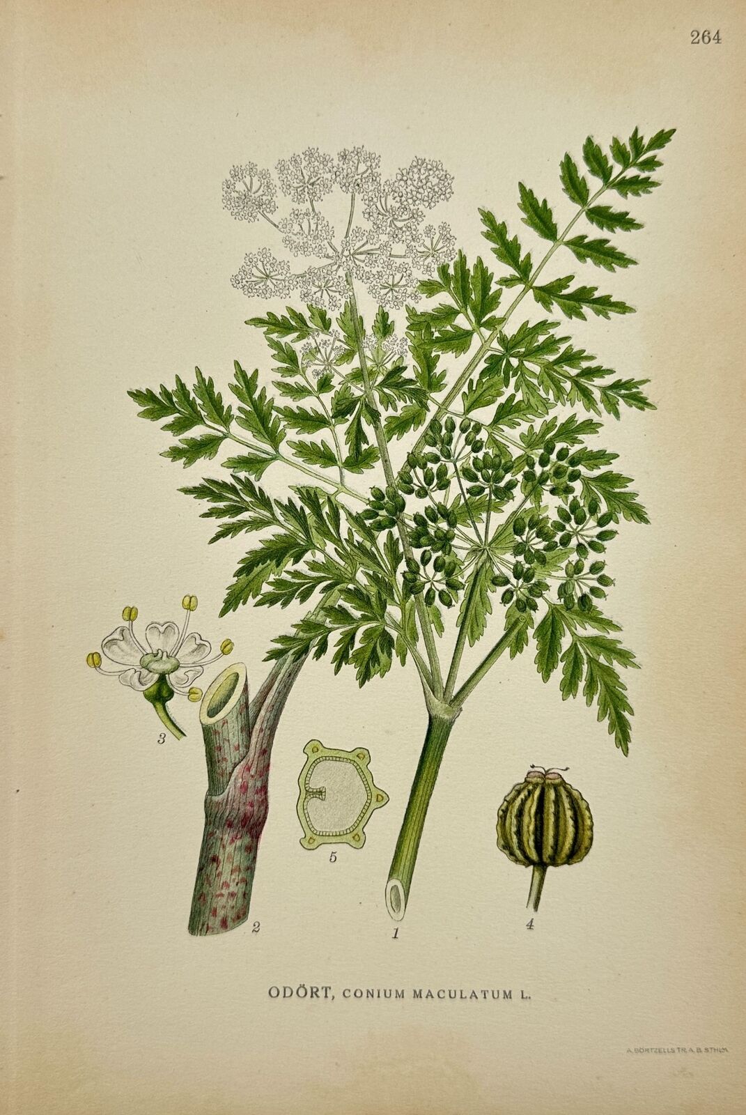 Antique Botanical Print - Carl Lindman - Conium Maculatum - Poison Hemlock - F4