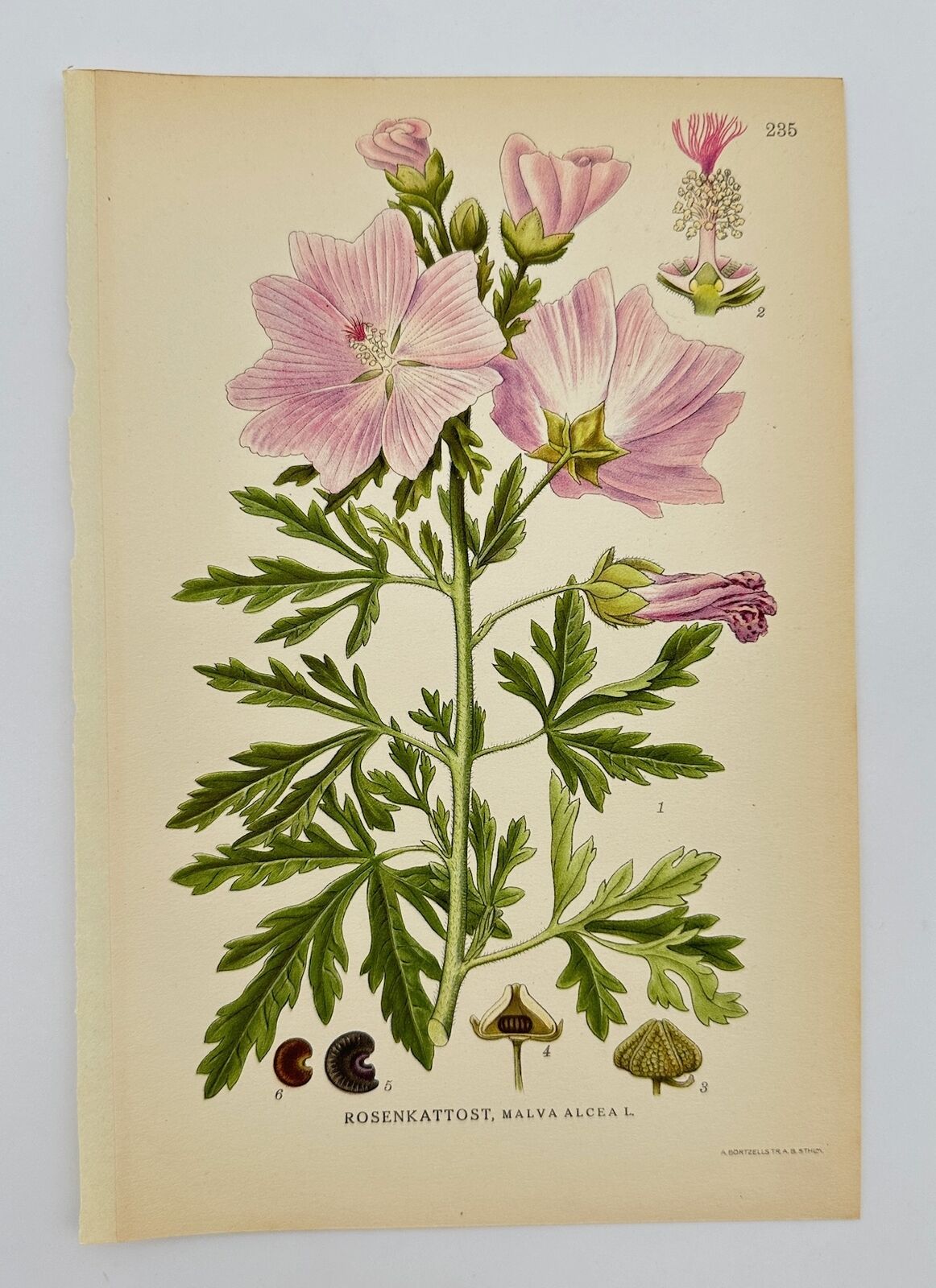 Antique Botanical Print - Carl Lindman - Greater Musk-mallow - Malva Alcea - F4