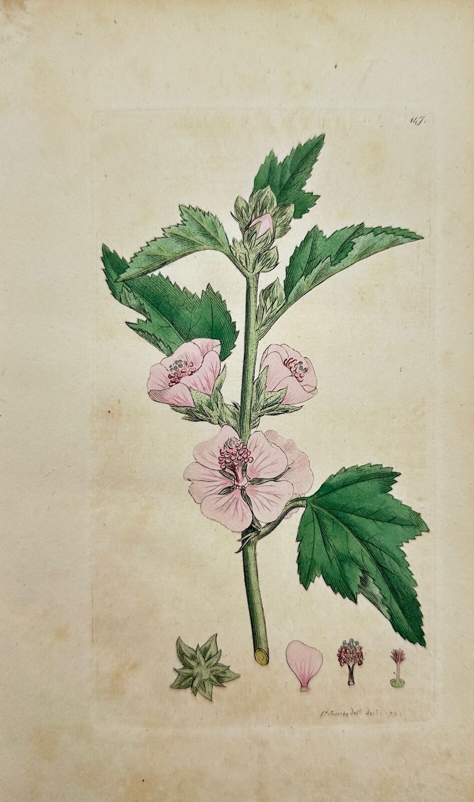 Antique Print - James Sowerby - Althaea Officinalis - Marsh Mallow - F1