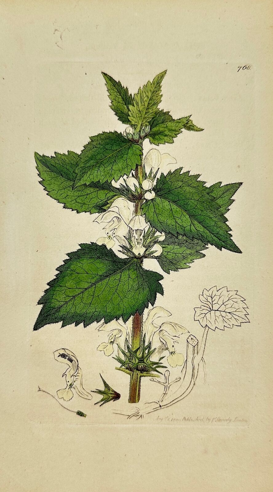 Antique Botanical Print - James Sowerby - Lamium Album - White Dead-nettle - F1