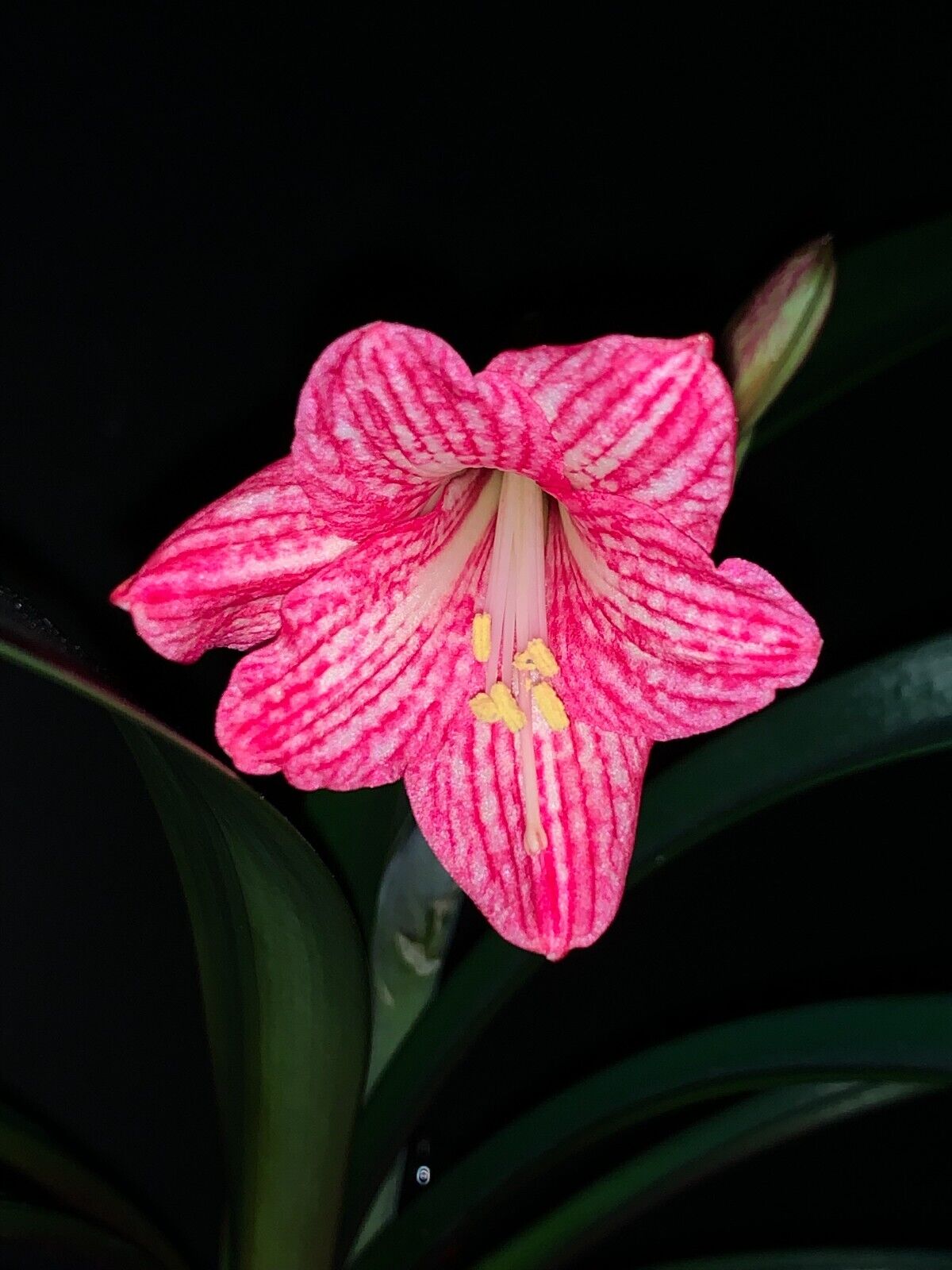 Hippeastrum incachacanum  PINK  - 12 FRESH seeds