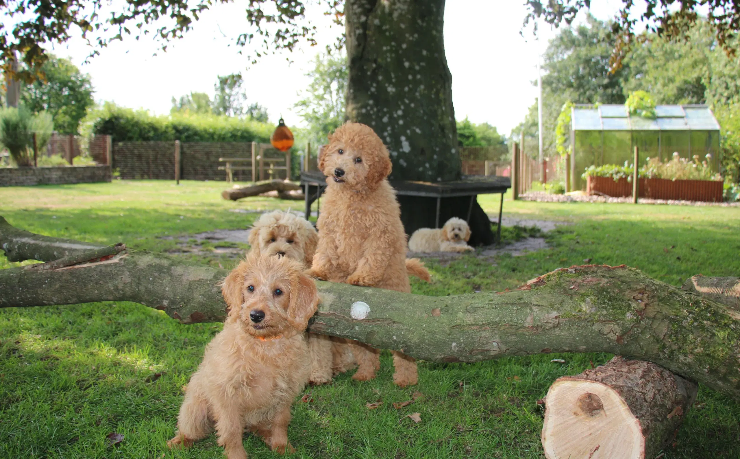 Goldendoodle Doodledoodle Cavapoo