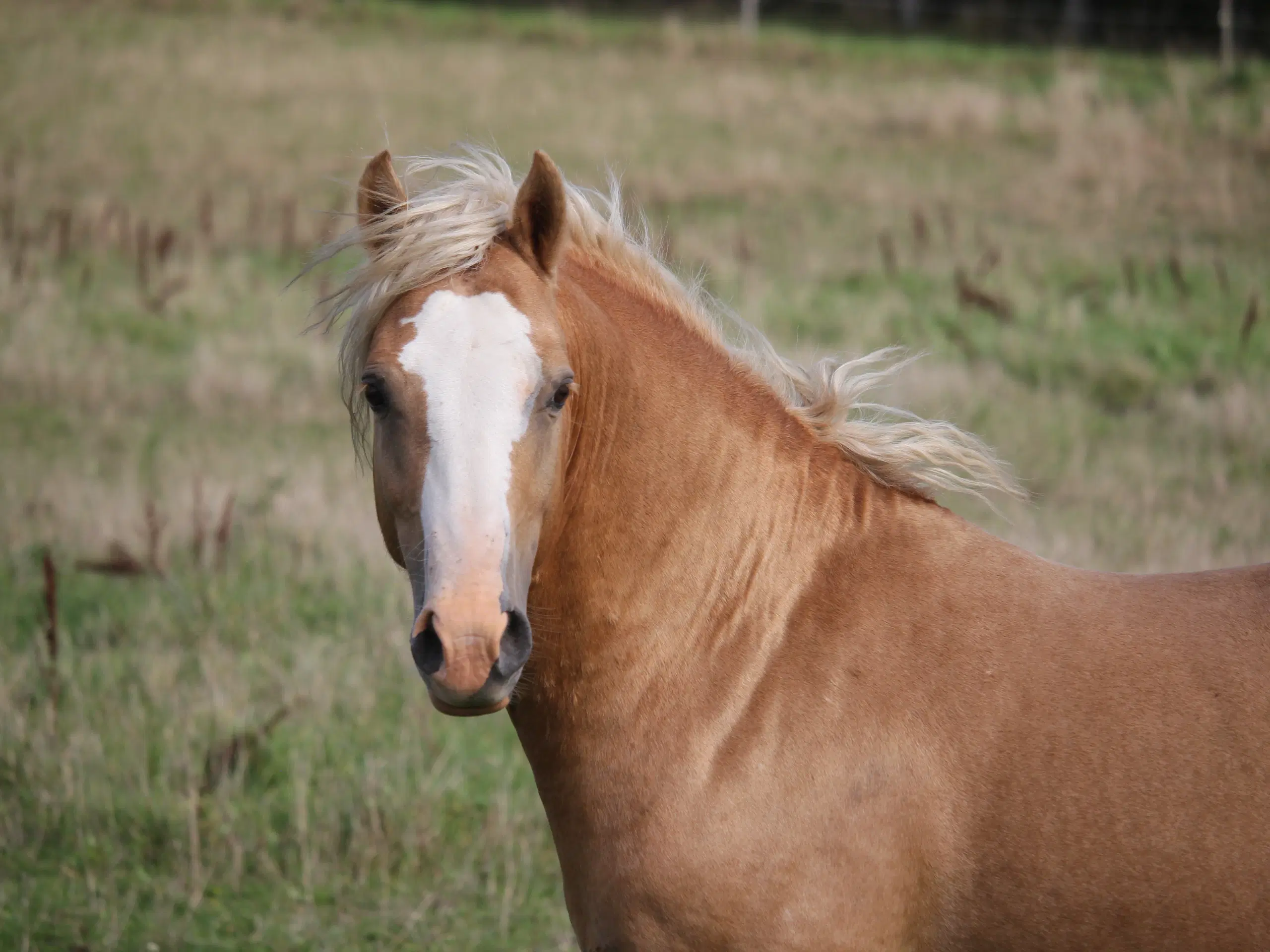 Welsh Cob avlshingst - Kat 1.