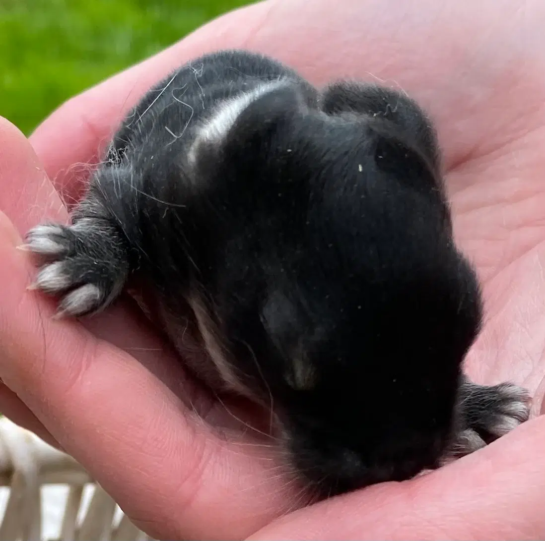 FRANSK VÆDDER HUN SORT OTTER