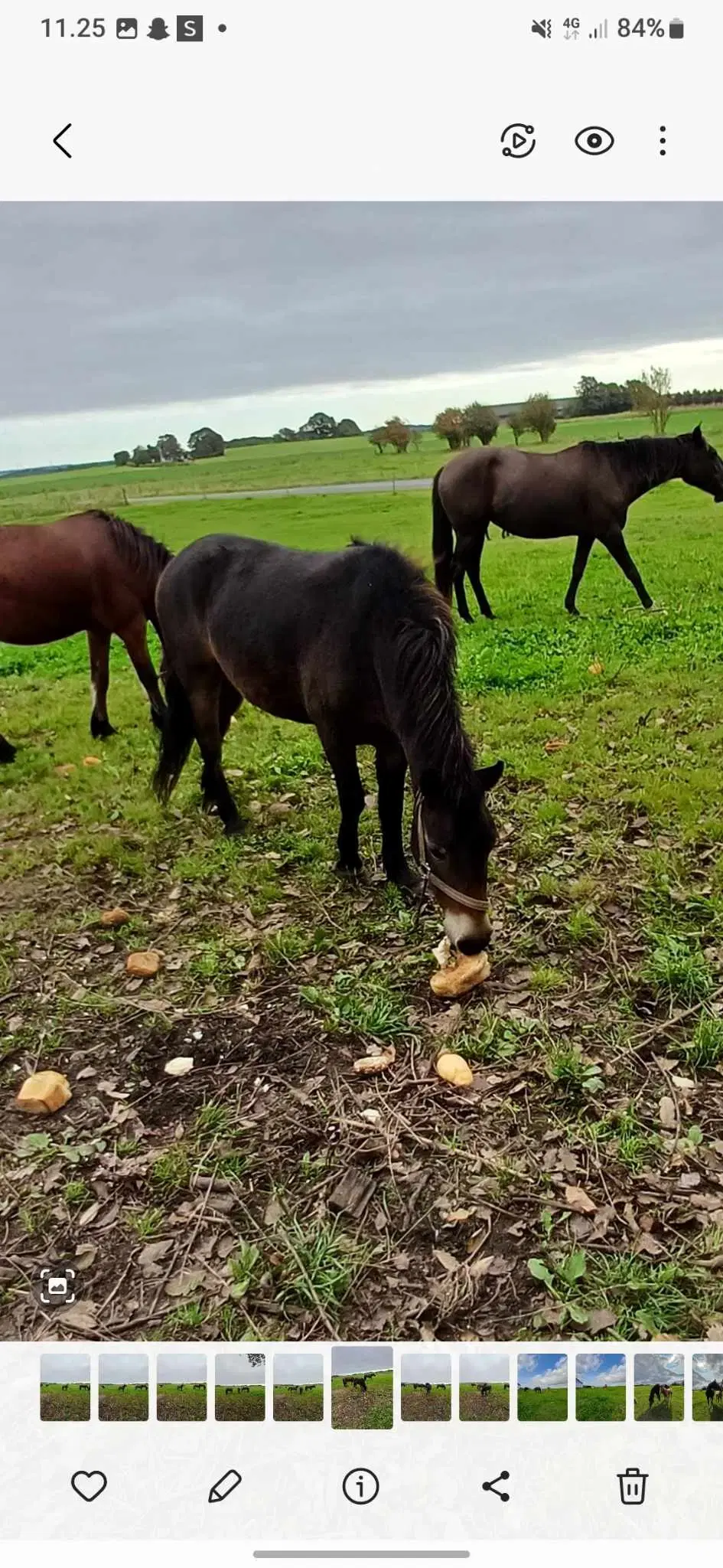 Sød 3 pony