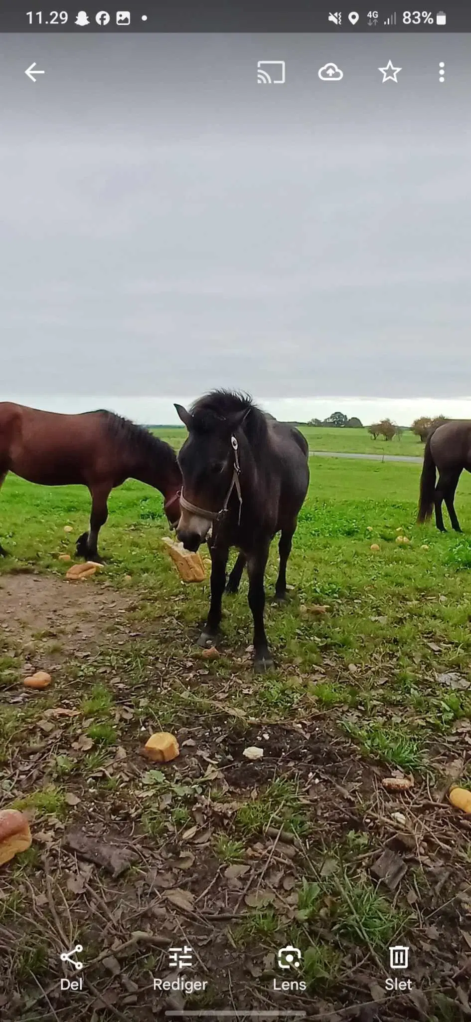 Sød 3 pony