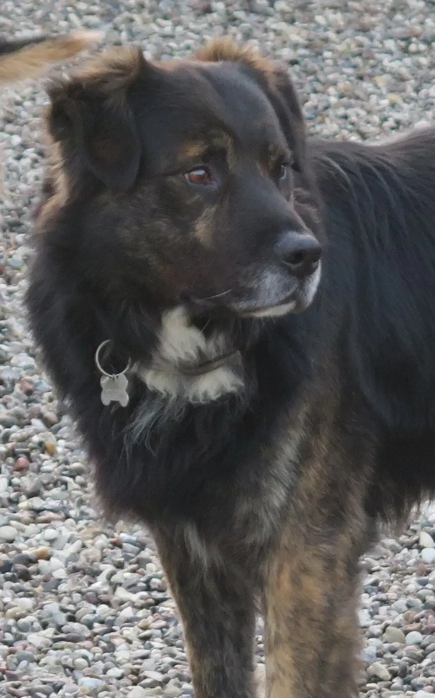 border collie golden blanding