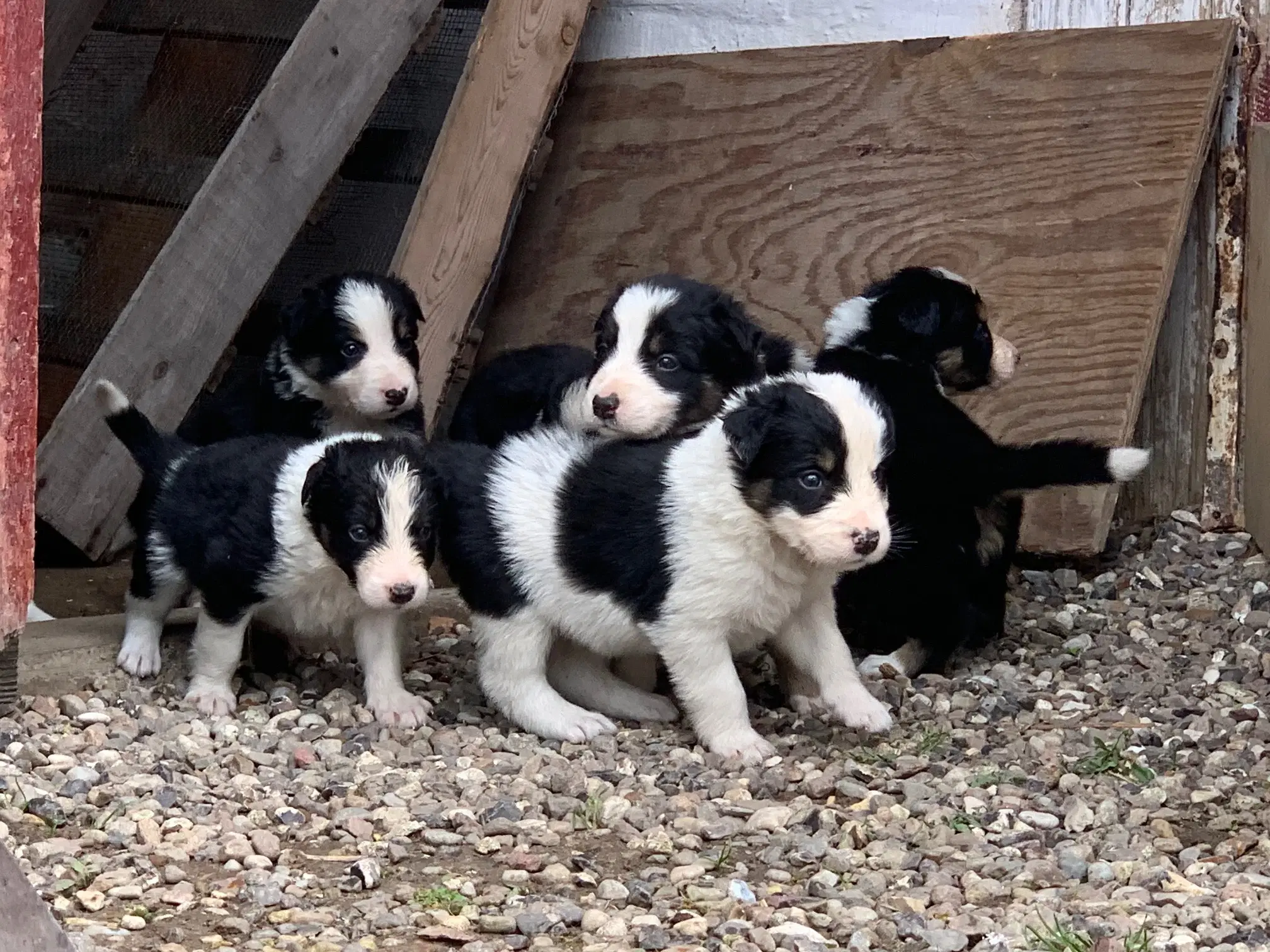 Border Collie hvalpe