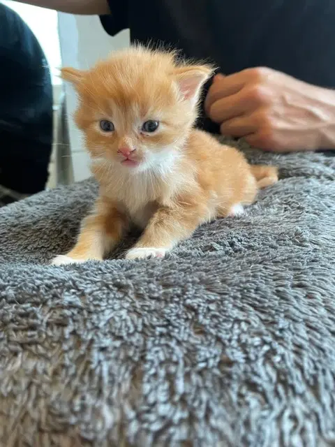 Maine Coon uden stamtavle