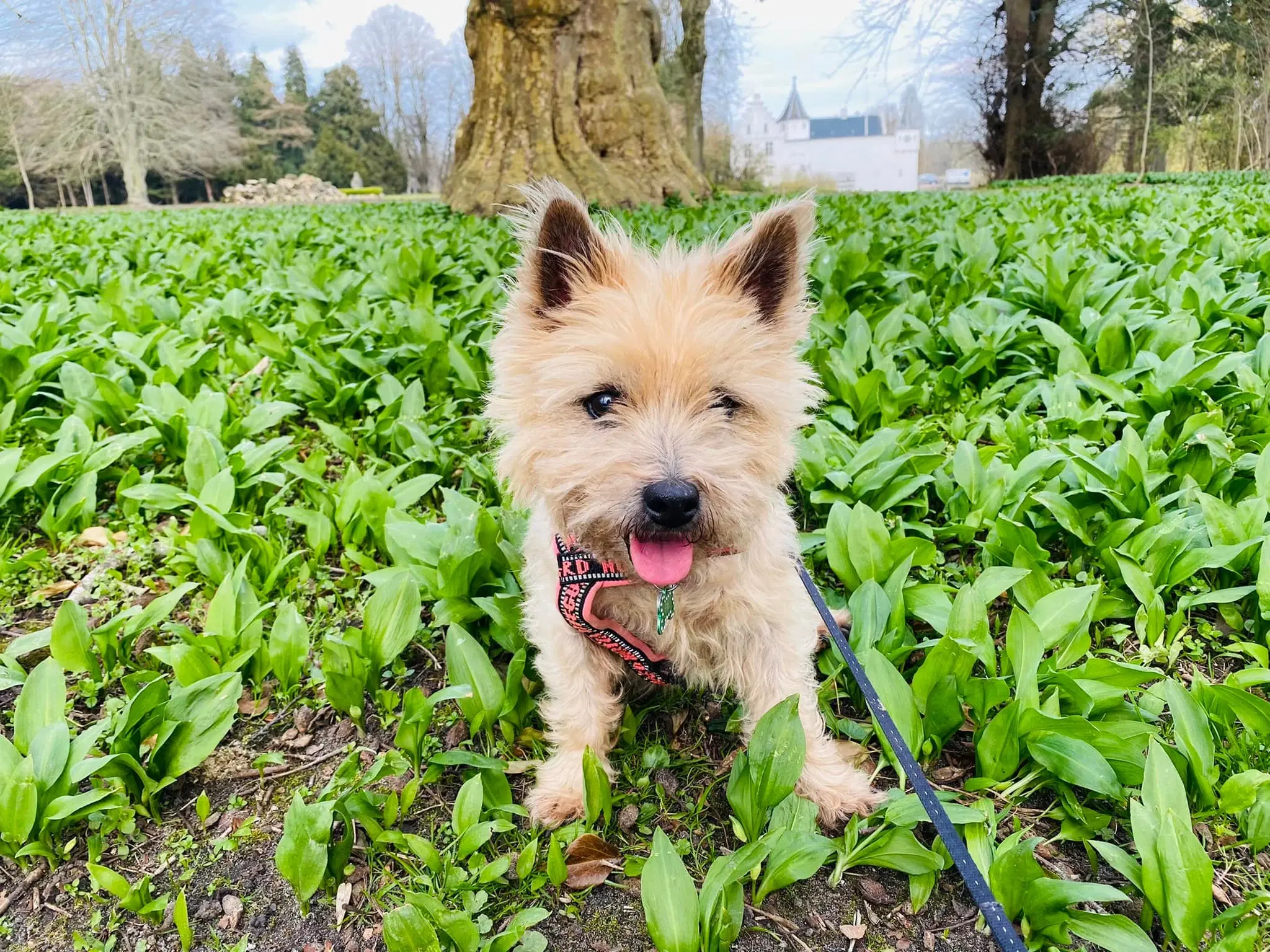 cairn terrier