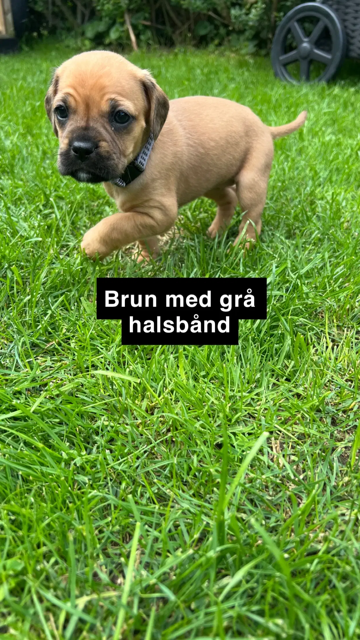 Fransk bulldog bla med cockerspaniel/ cavalier