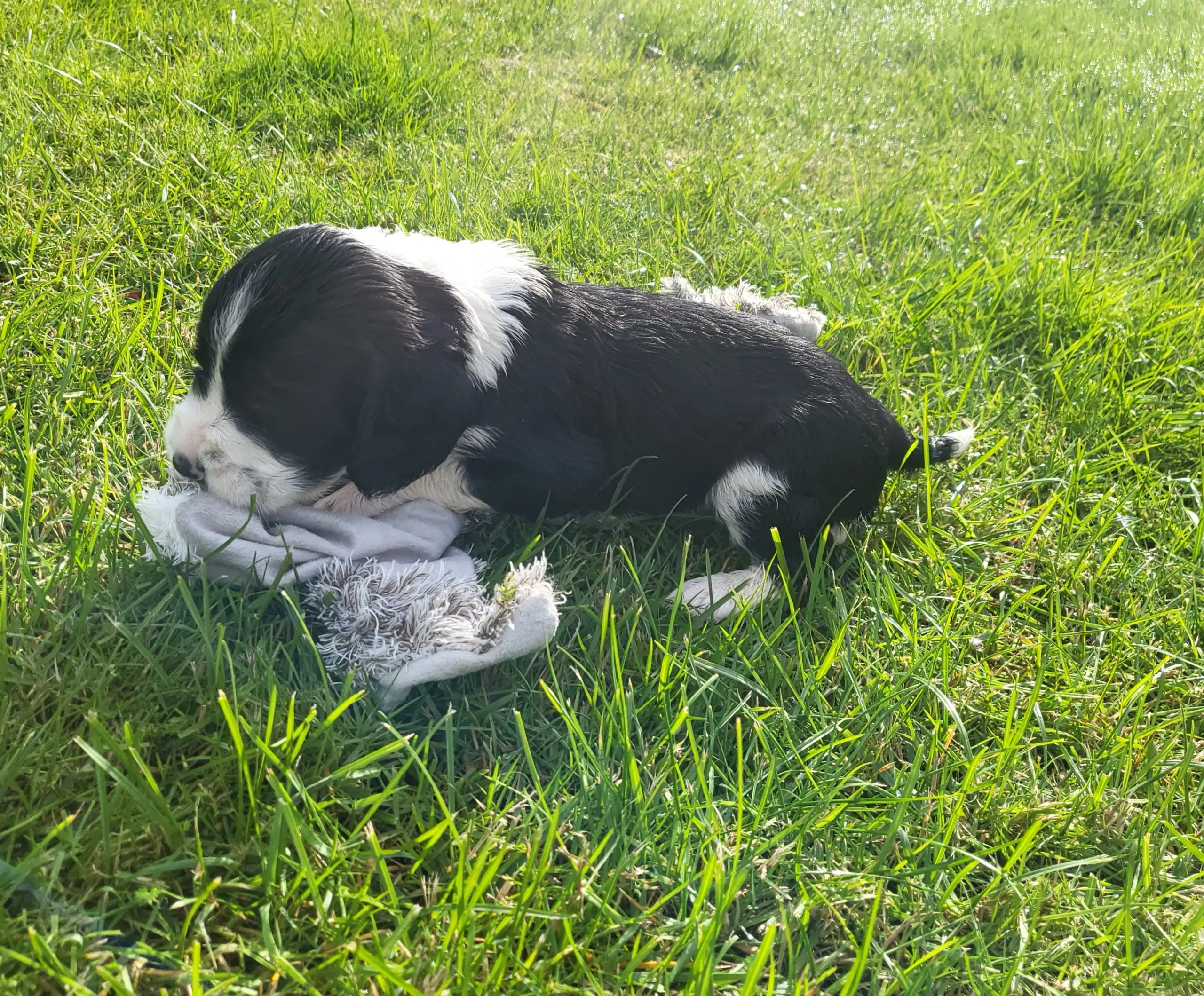 Engelsk springer Spaniel hvalpe