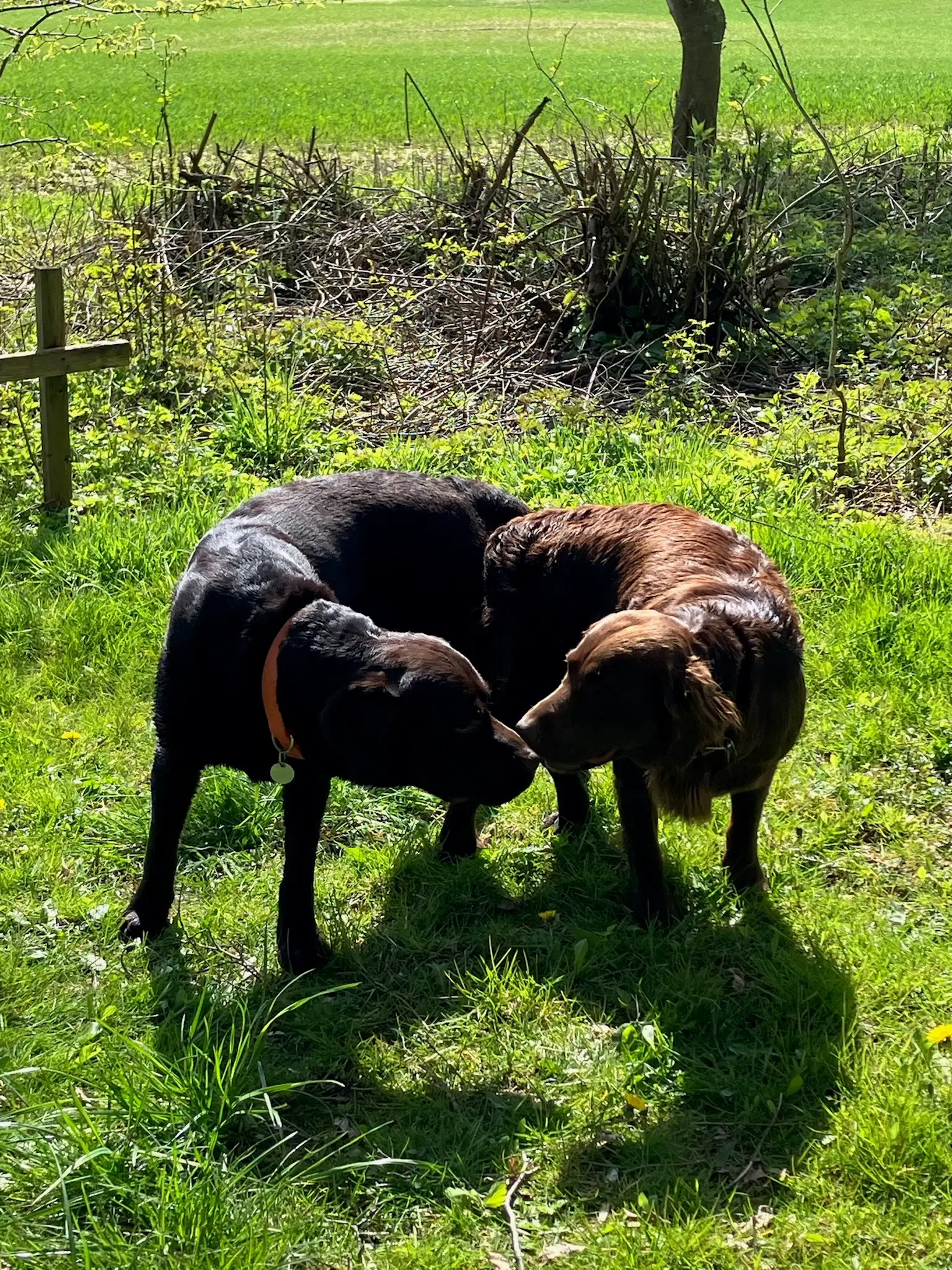 Brune labrador hvalpe