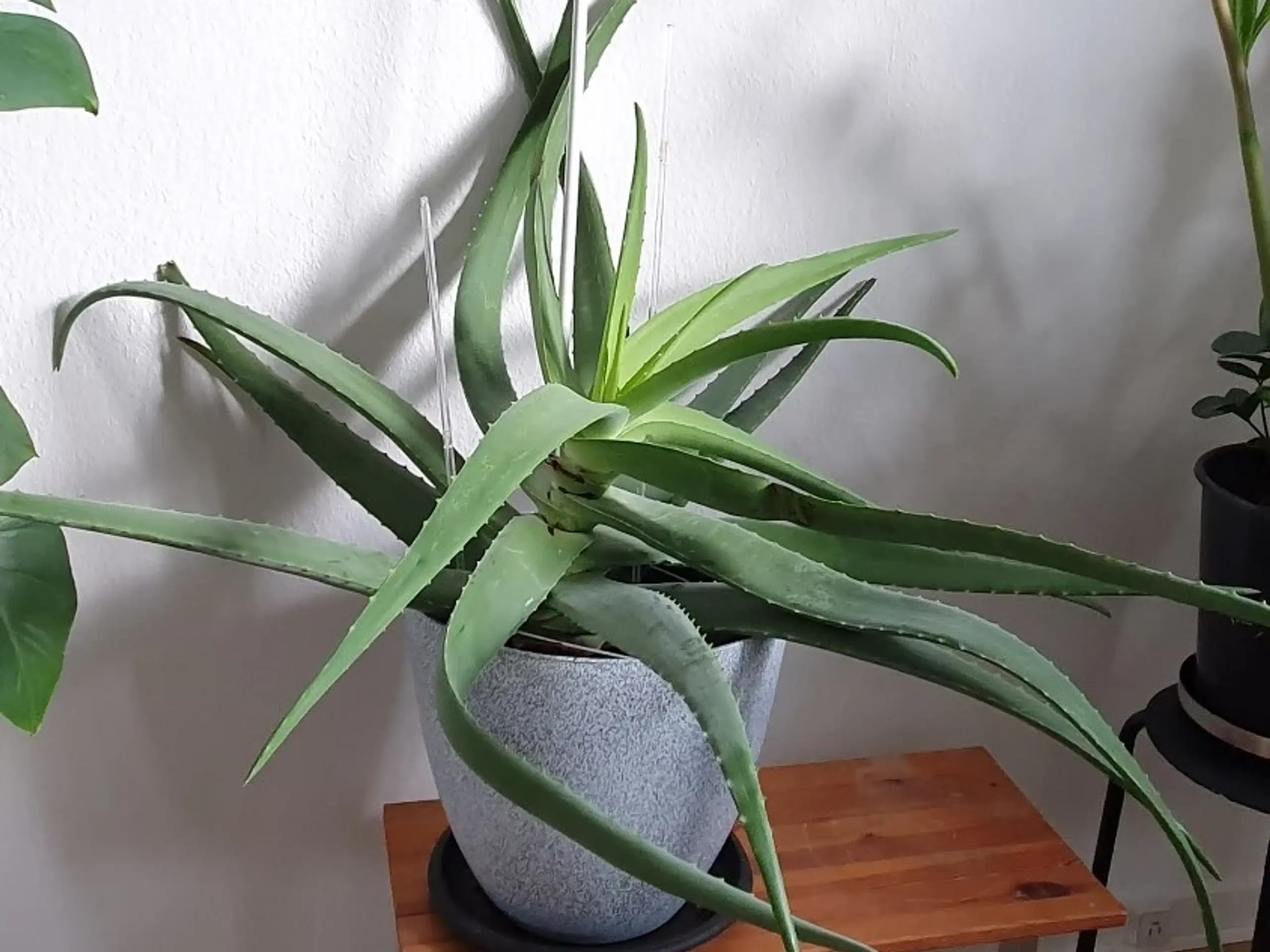 Stueplante Aloe Vera