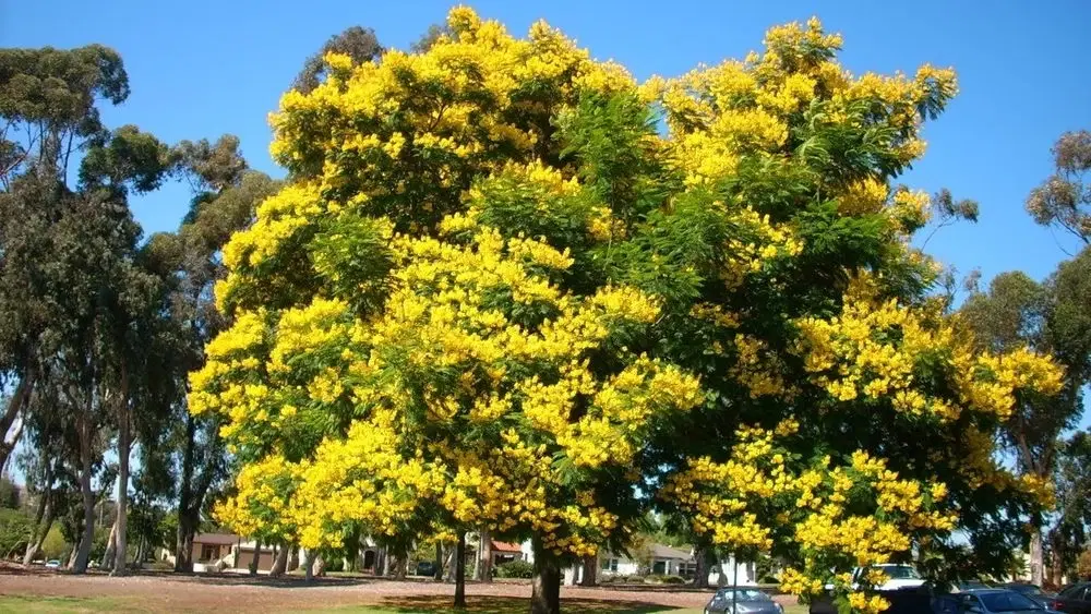 20 Frø Af Delonix Regia Royal (Gul) Meget sjælden