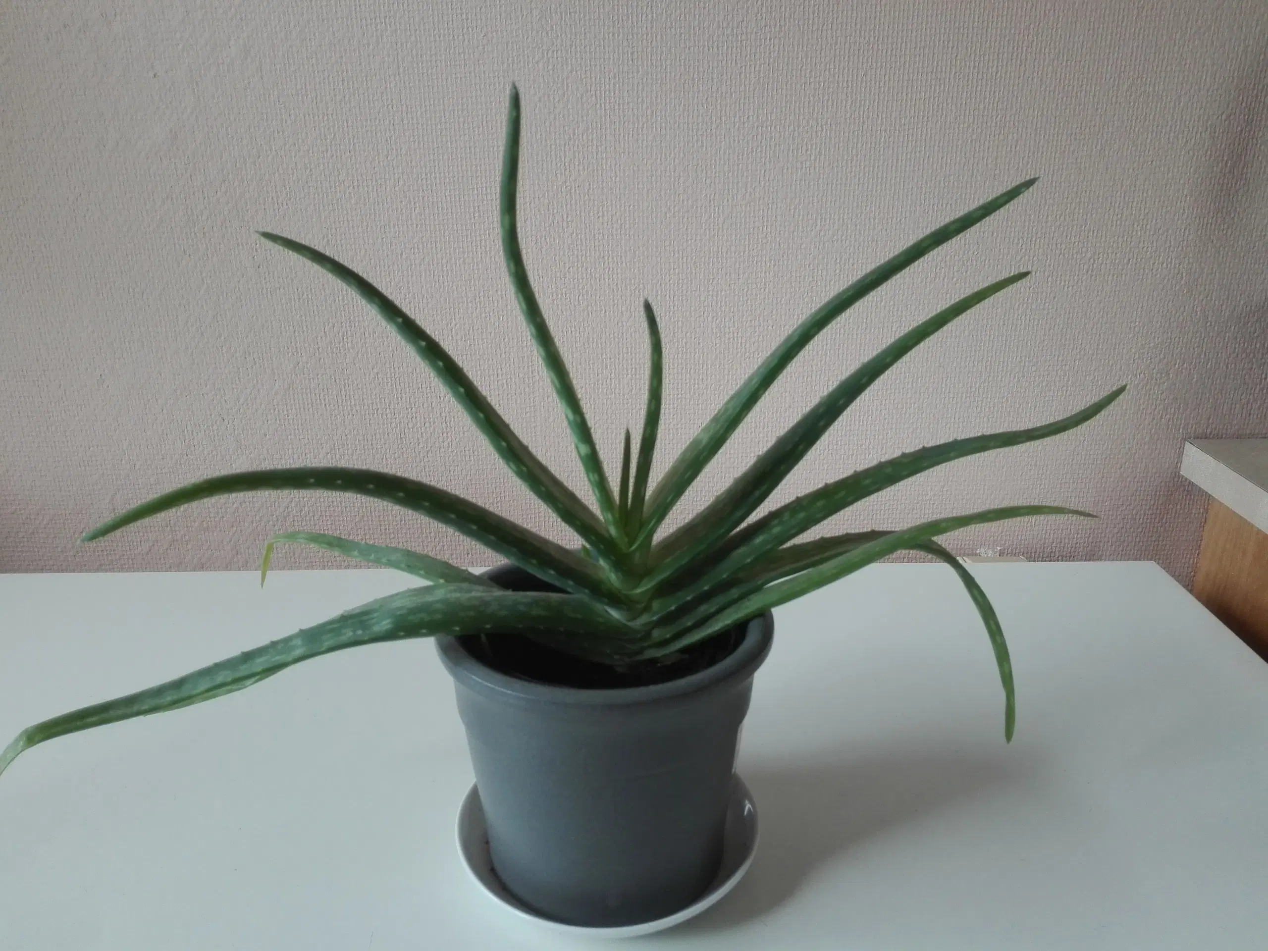 Aloe Vera stueplanter