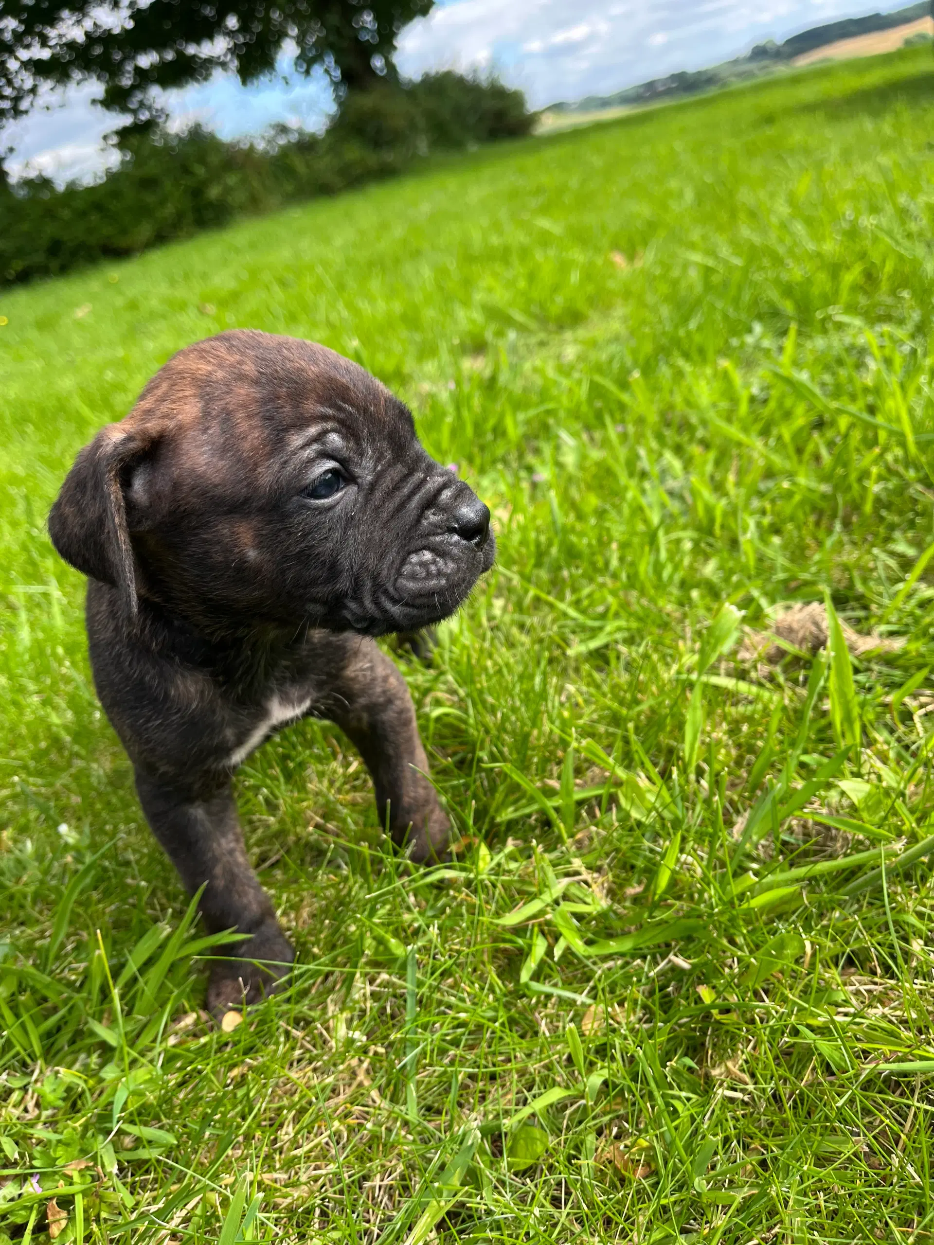 Dogo Canario hvalpe