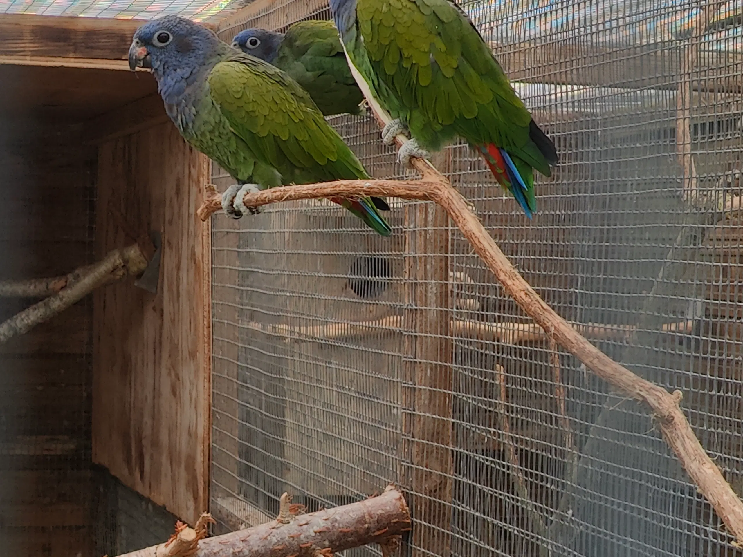 Blåhovedet pionus