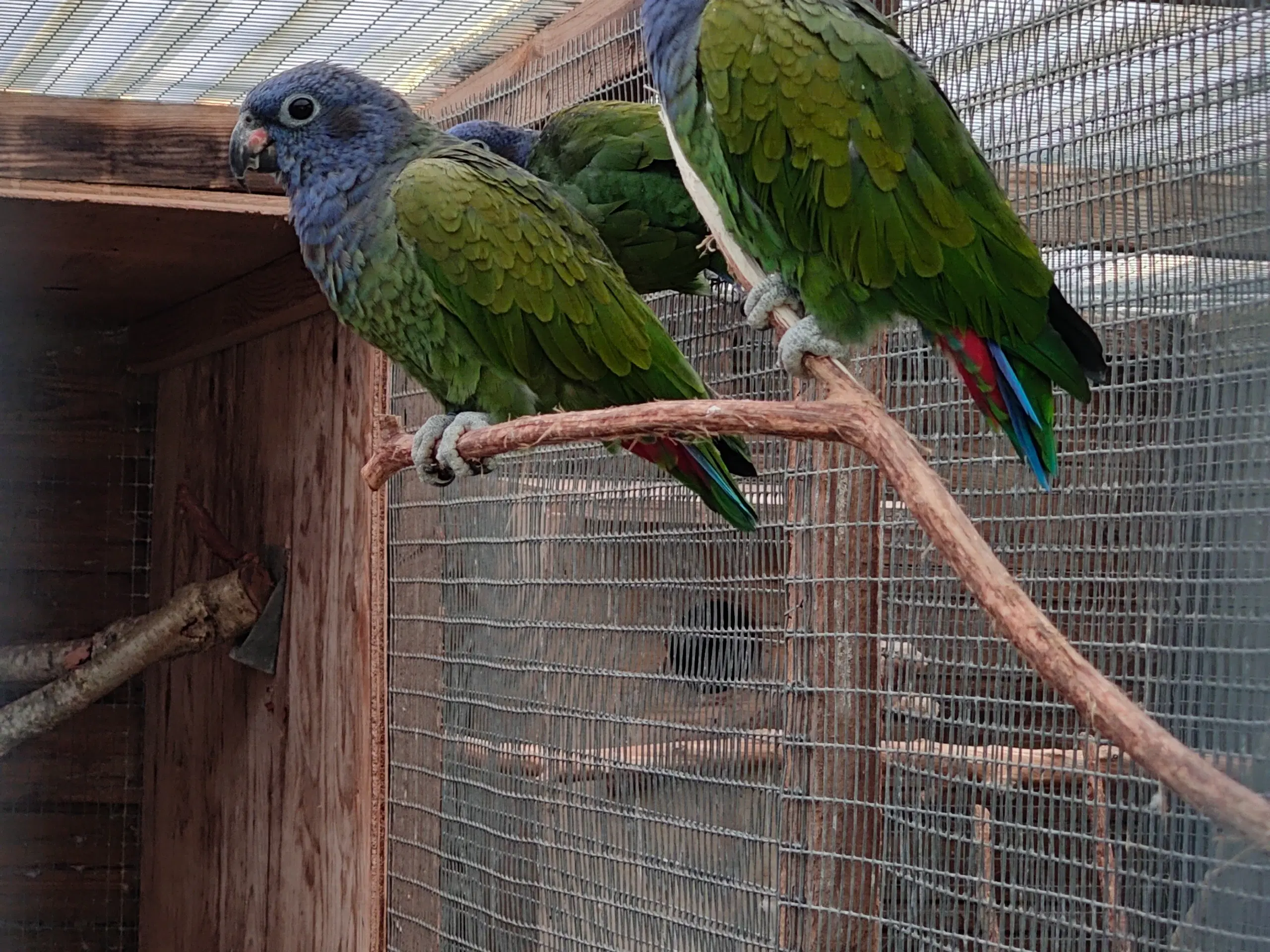 Blåhovedet pionus