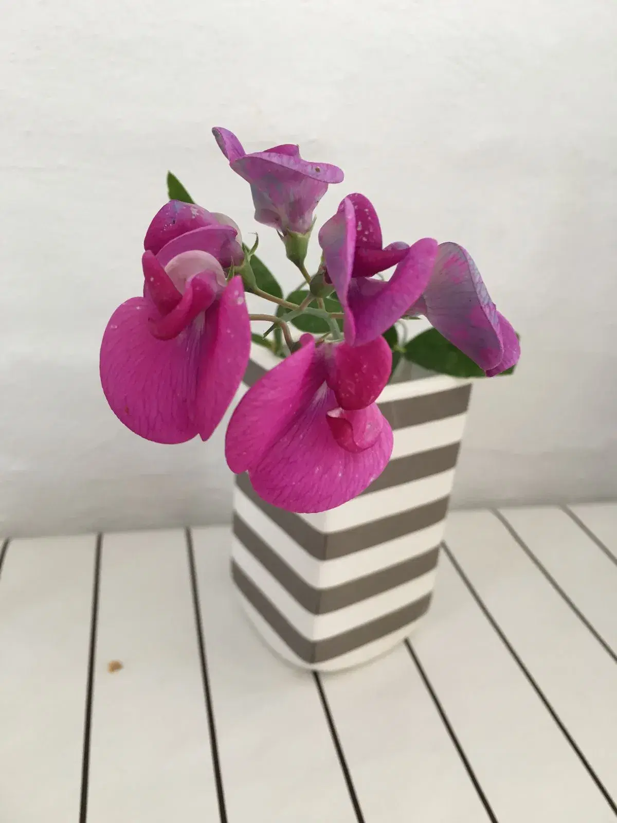 Lathyrus