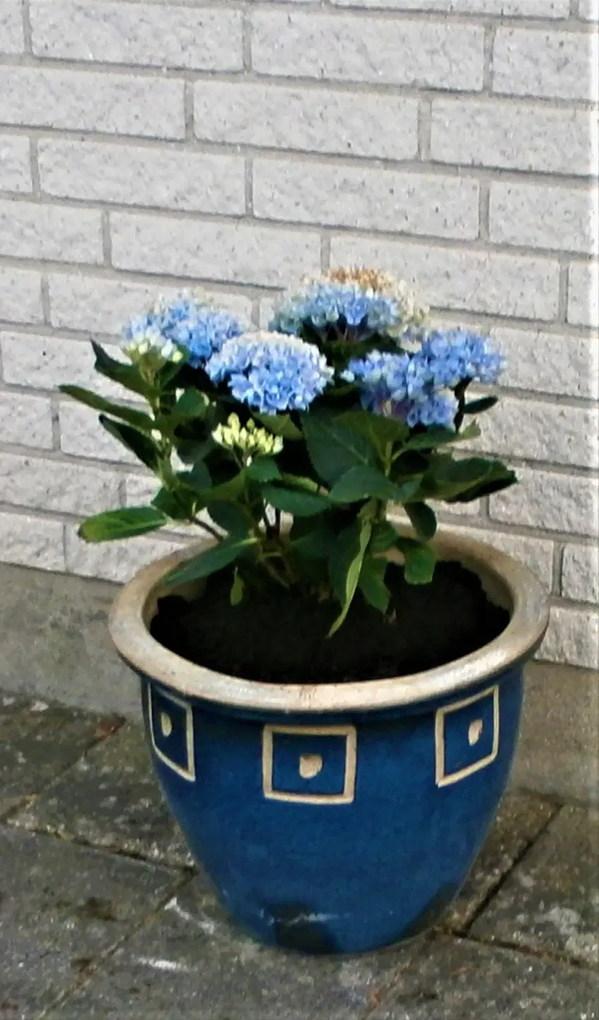 Ny Hortensia med Blå Krukke