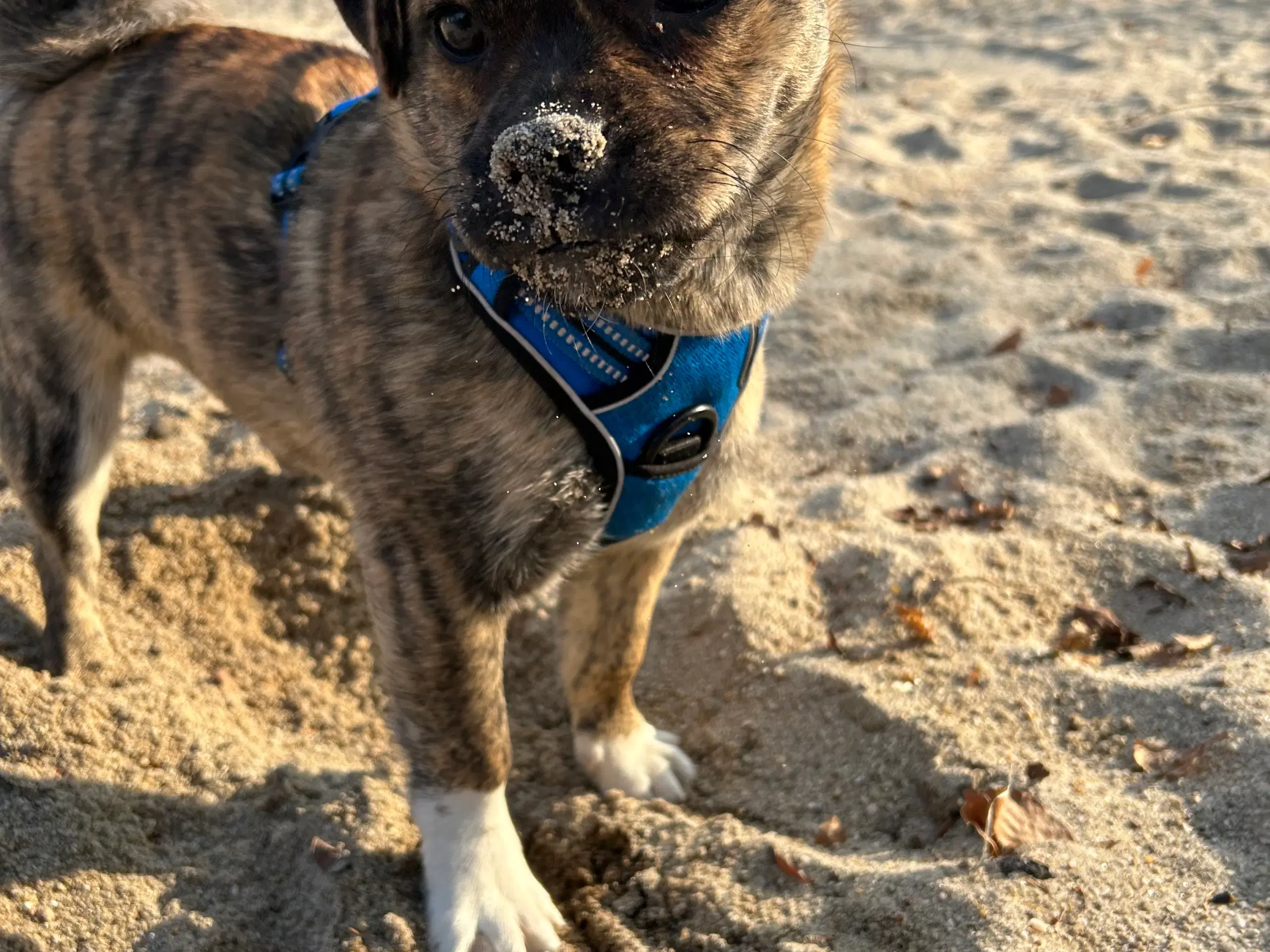 Dansk svensk gårdhund/mops