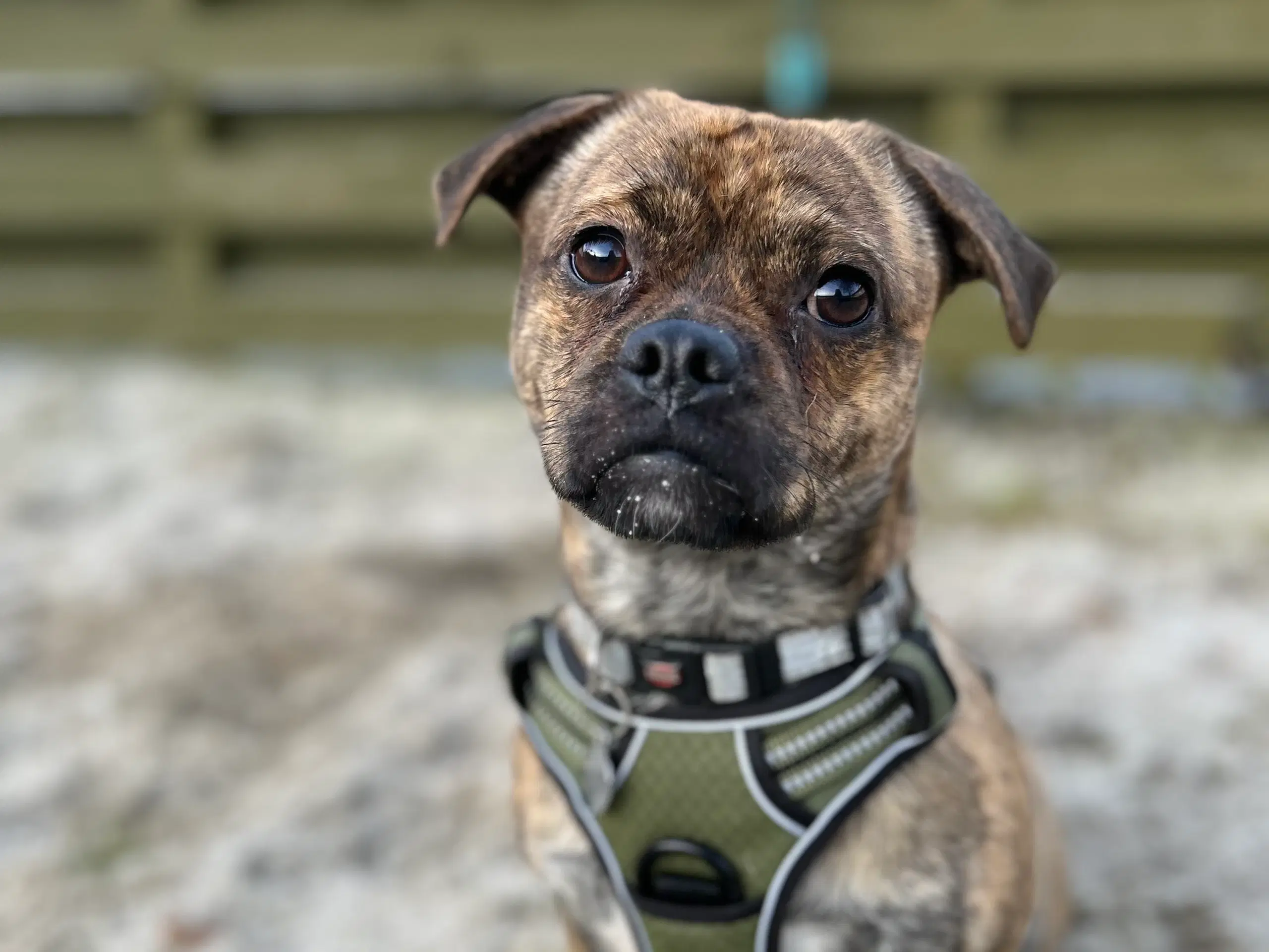 Dansk svensk gårdhund/mops