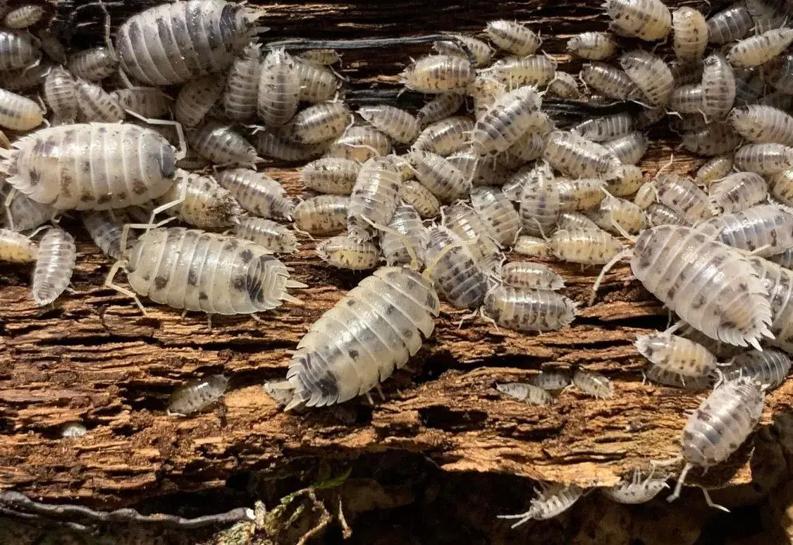 Porcellio Laevis Dairy Cow sælges