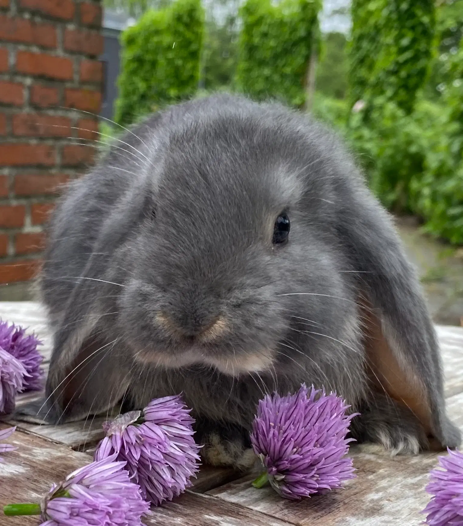 FRANSK VÆDDER HUN BLÅ OTTER