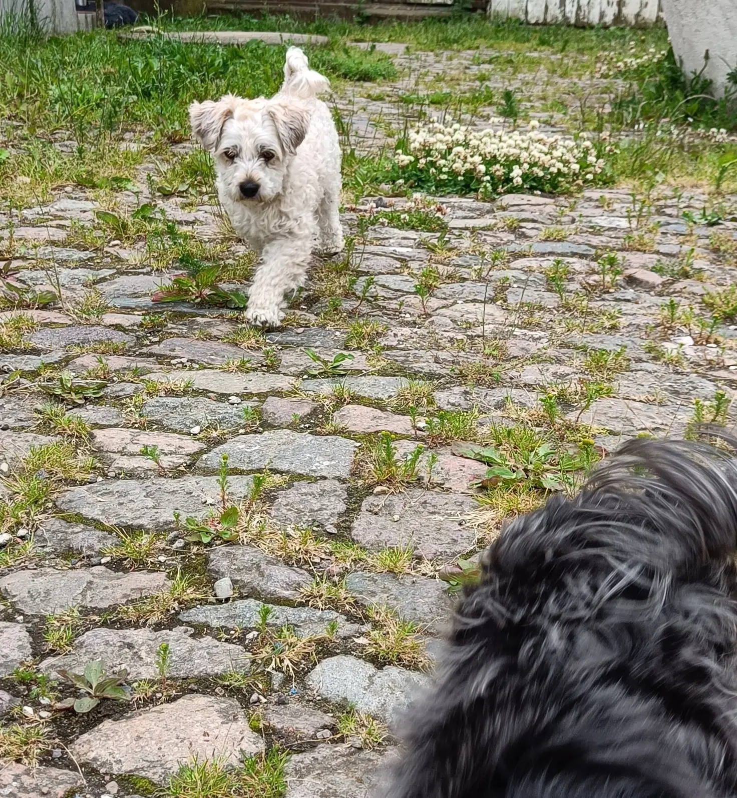 Bichon Havanais Hvalpe klar til efterårsferien