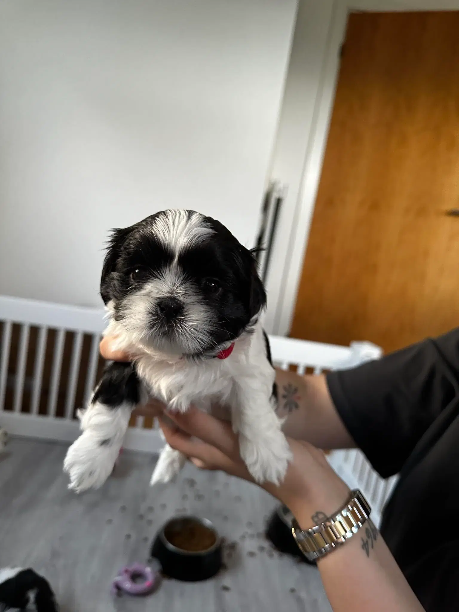 Shih tzu hvalpe