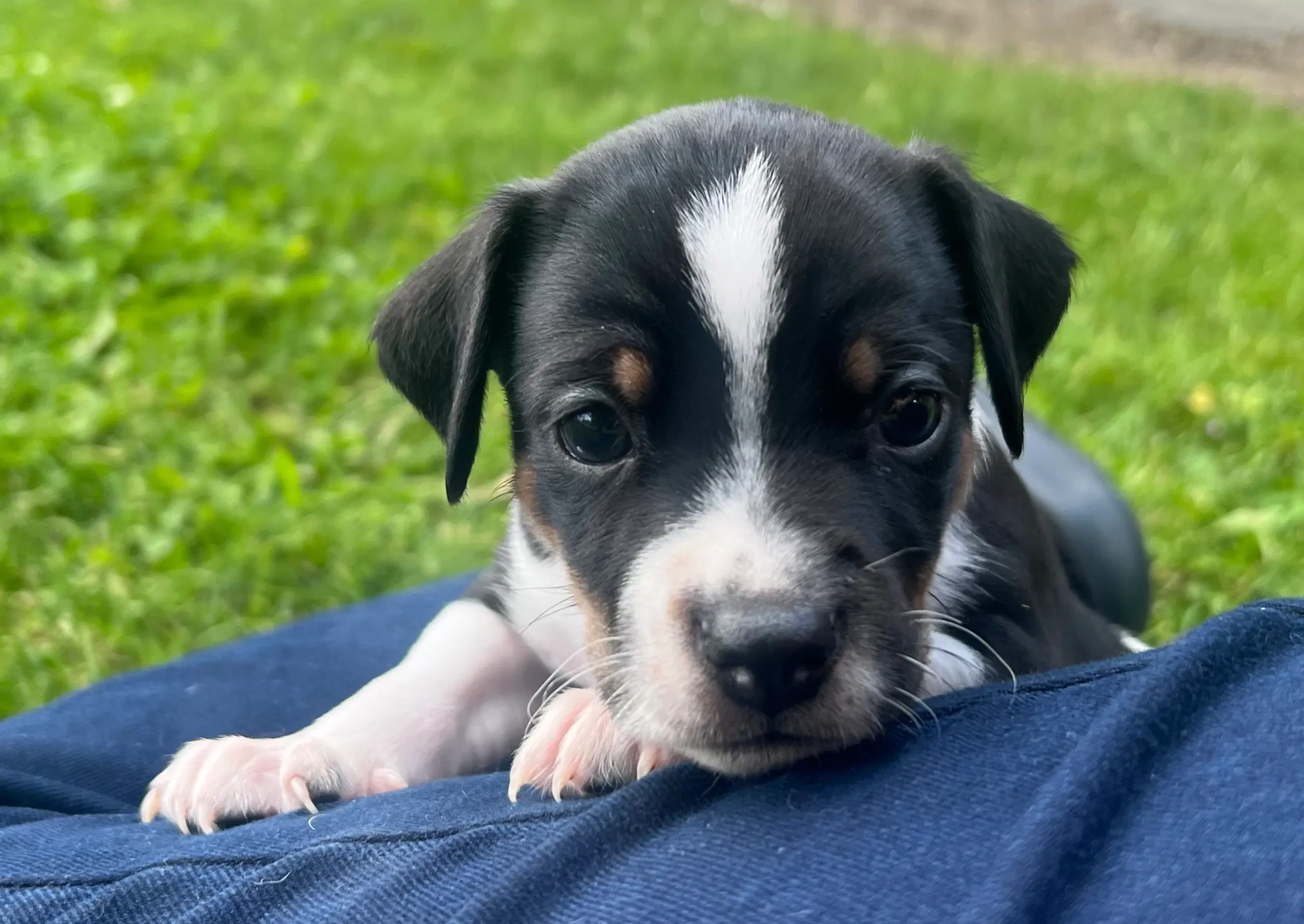 Dansk svensk gårdhundehvalpe med DKK