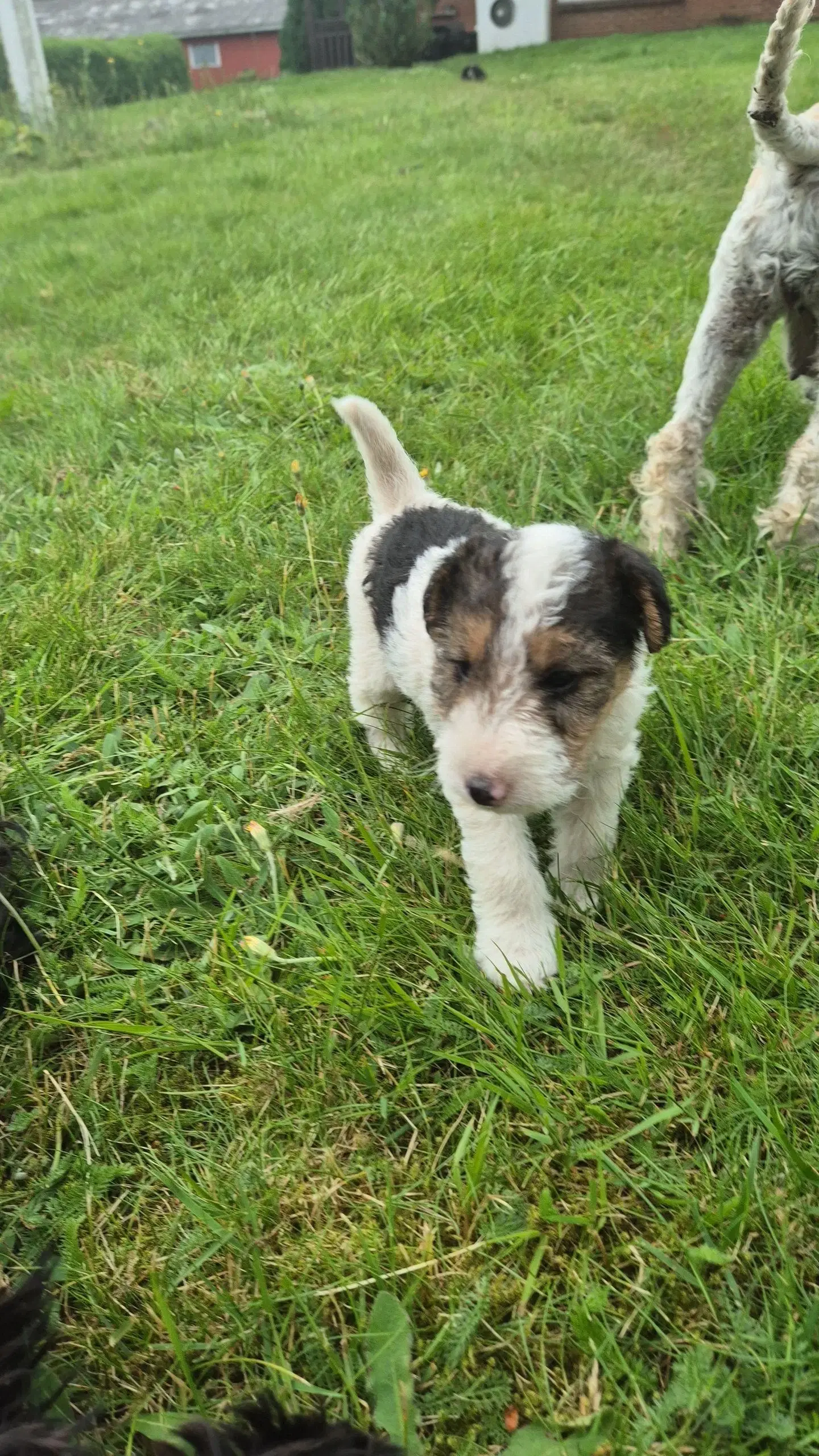 Foxterrier hvalpe 8 uger