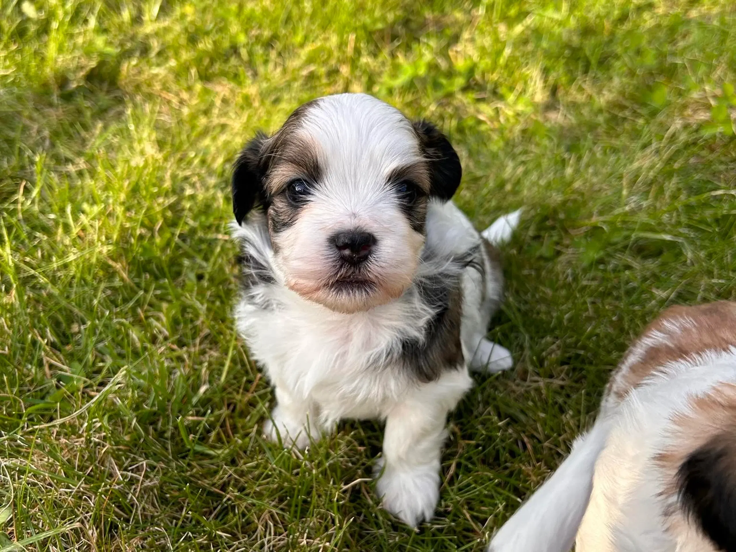 Bichon havanais / Stig tju hunde hvalp